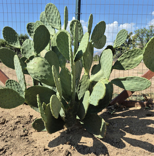 Prickly pear cactus pads photo 1