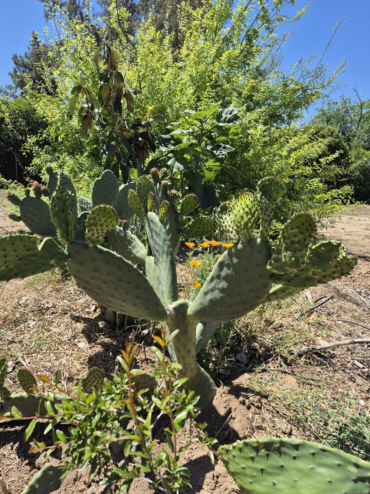 Prickly pear cactus pads photo 2