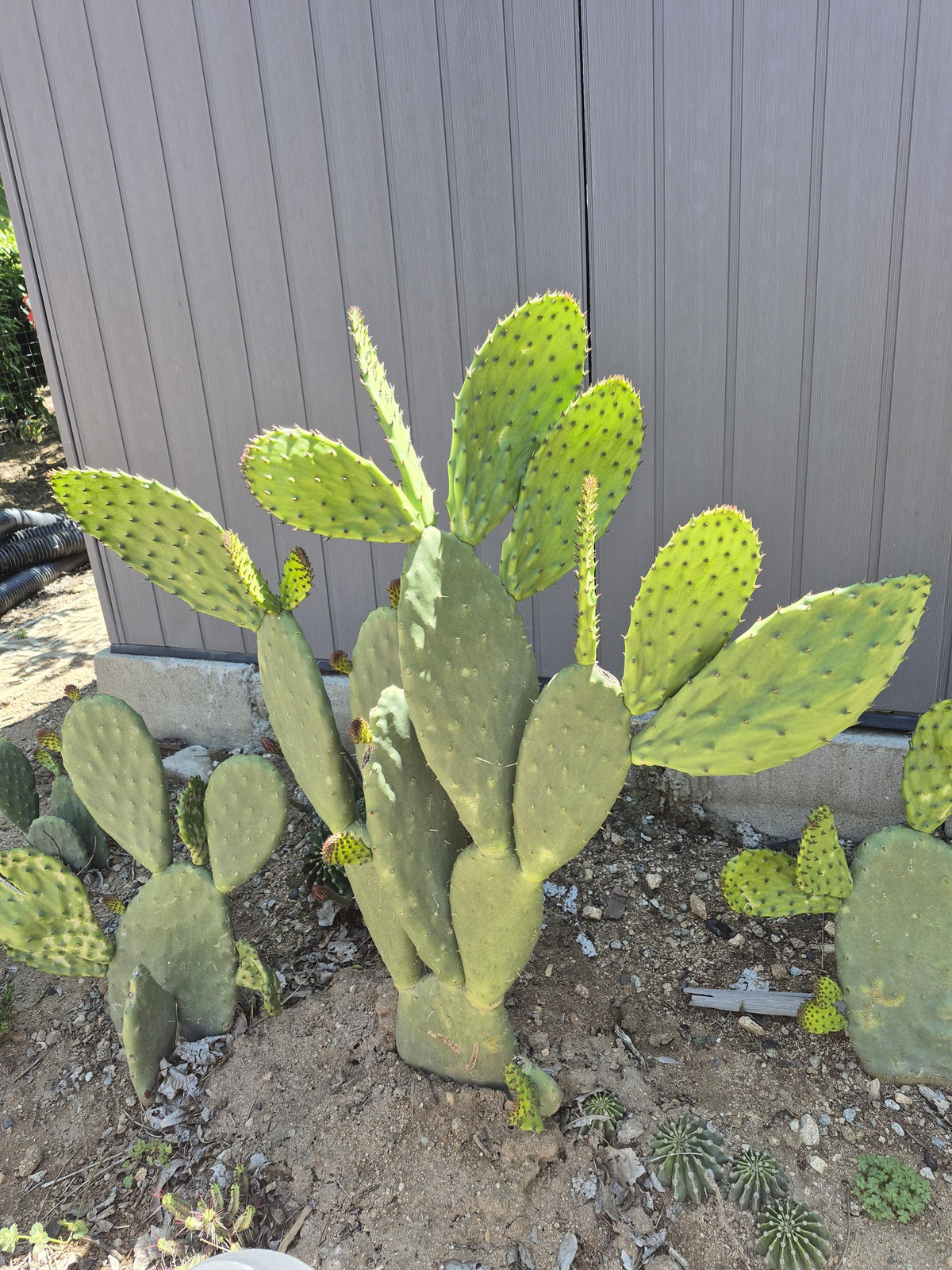 Prickly pear cactus pads photo 3
