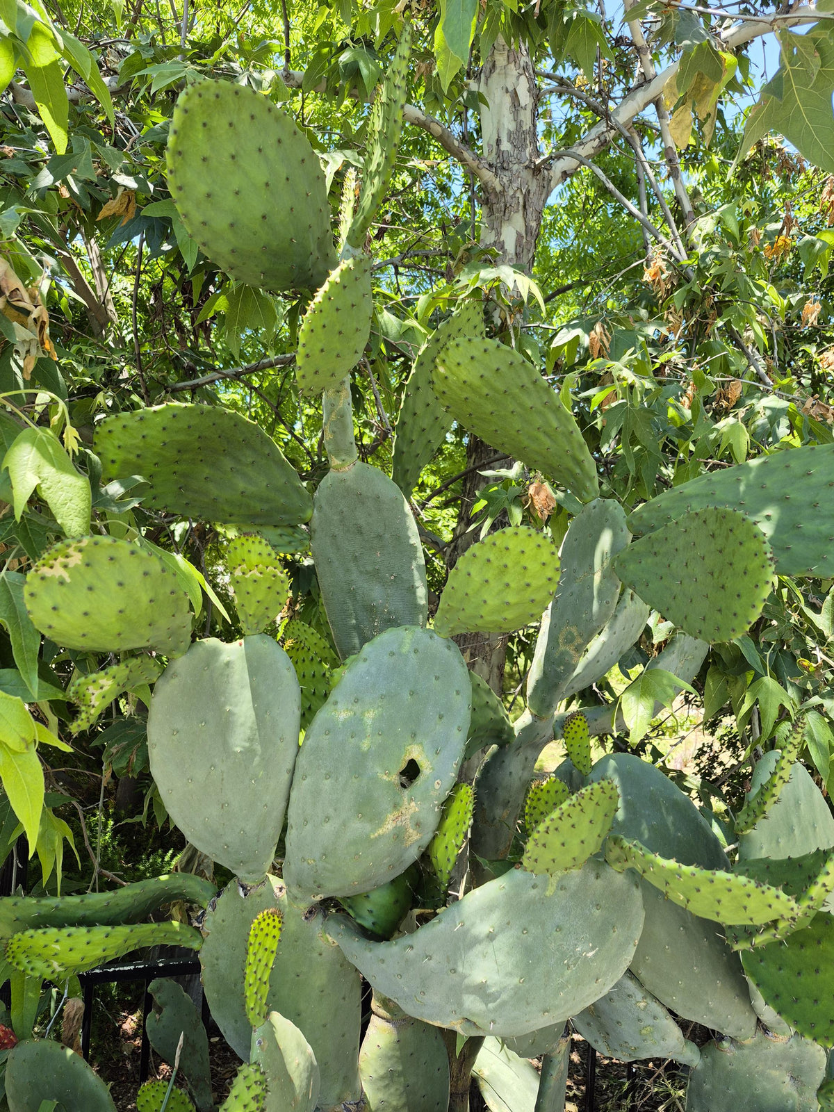 Prickly pear cactus pads photo 4