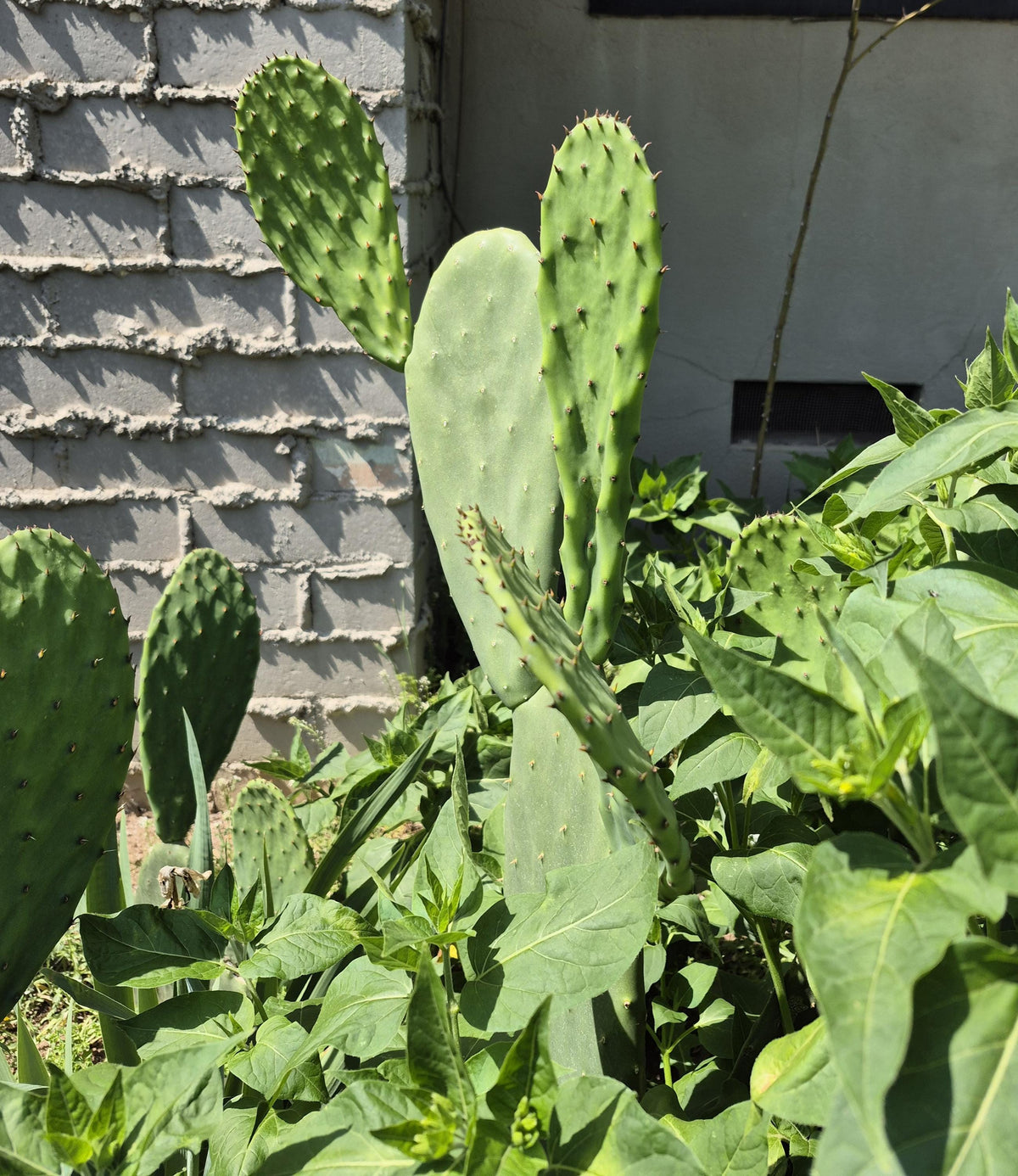 Prickly pear cactus pads photo 5