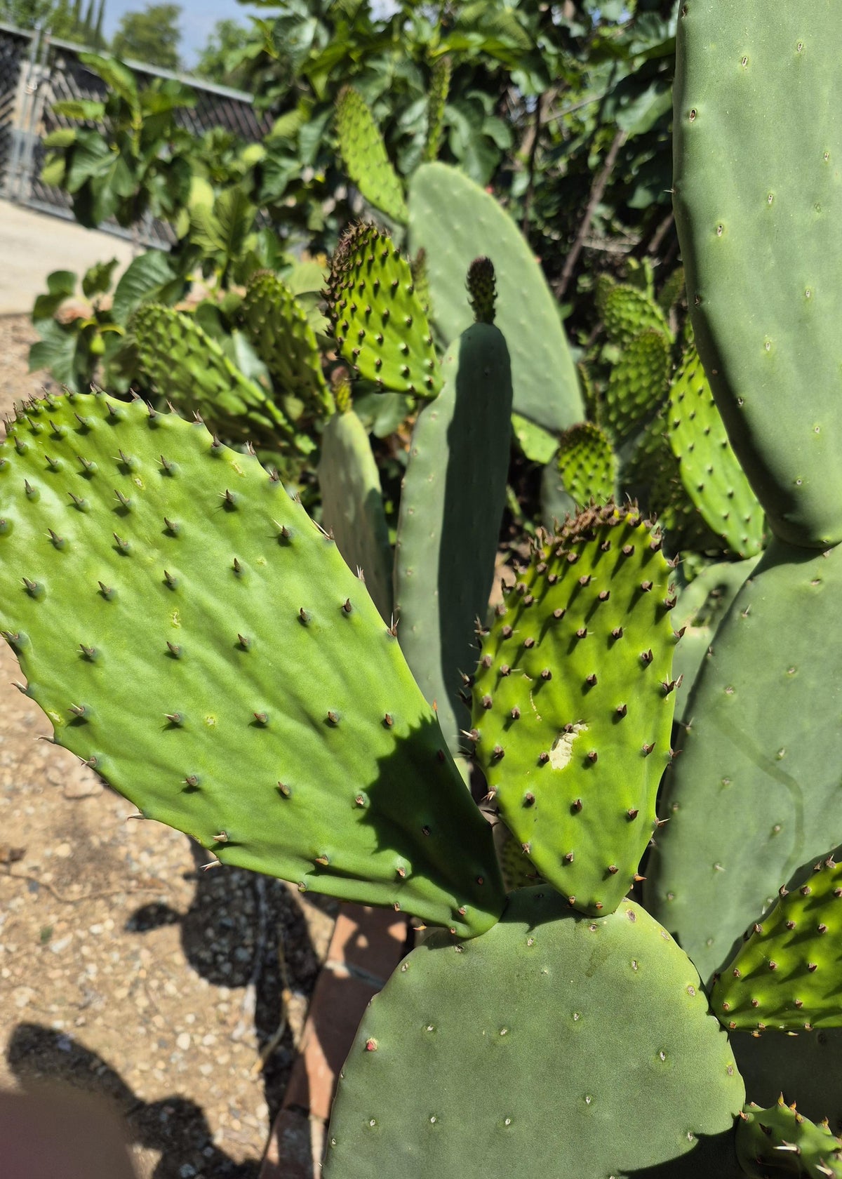 Prickly pear cactus pads photo 6