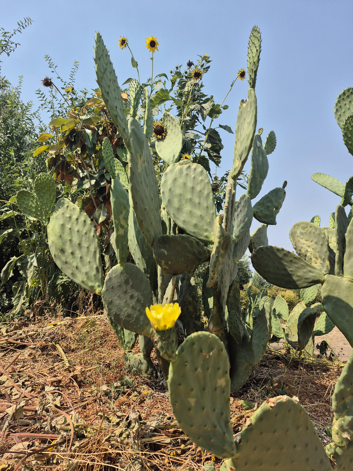 Prickly pear cactus pads photo 8