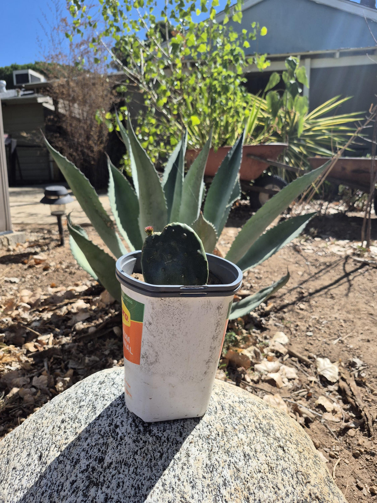 Prickly pear cactus pads photo 9