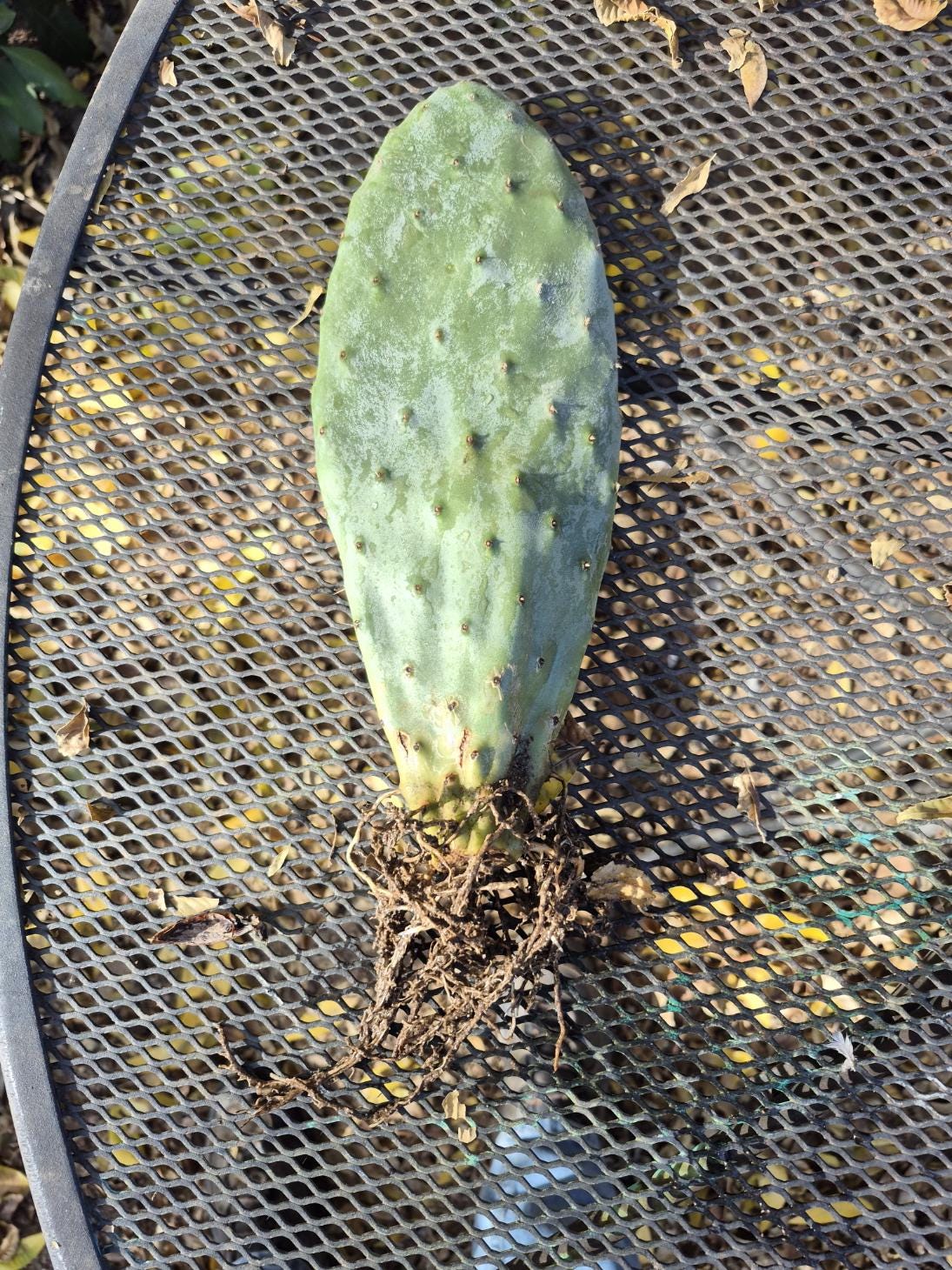Rooted prickly pear cactus pad, 8 to 12 inches