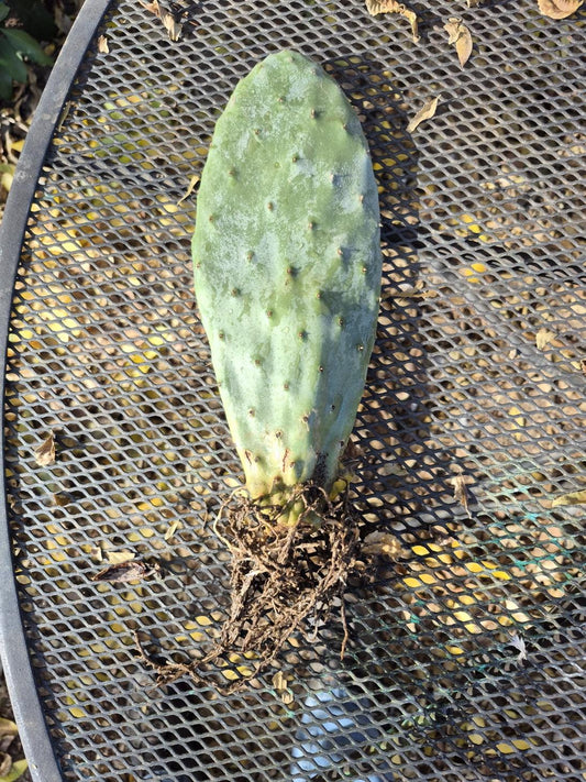 Rooted prickly pear cactus pad, 8 to 12 inches