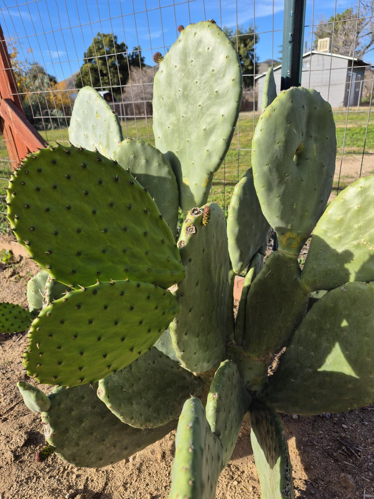 Rooted prickly pear cactus pad, 8 to 12 inches - photo 3