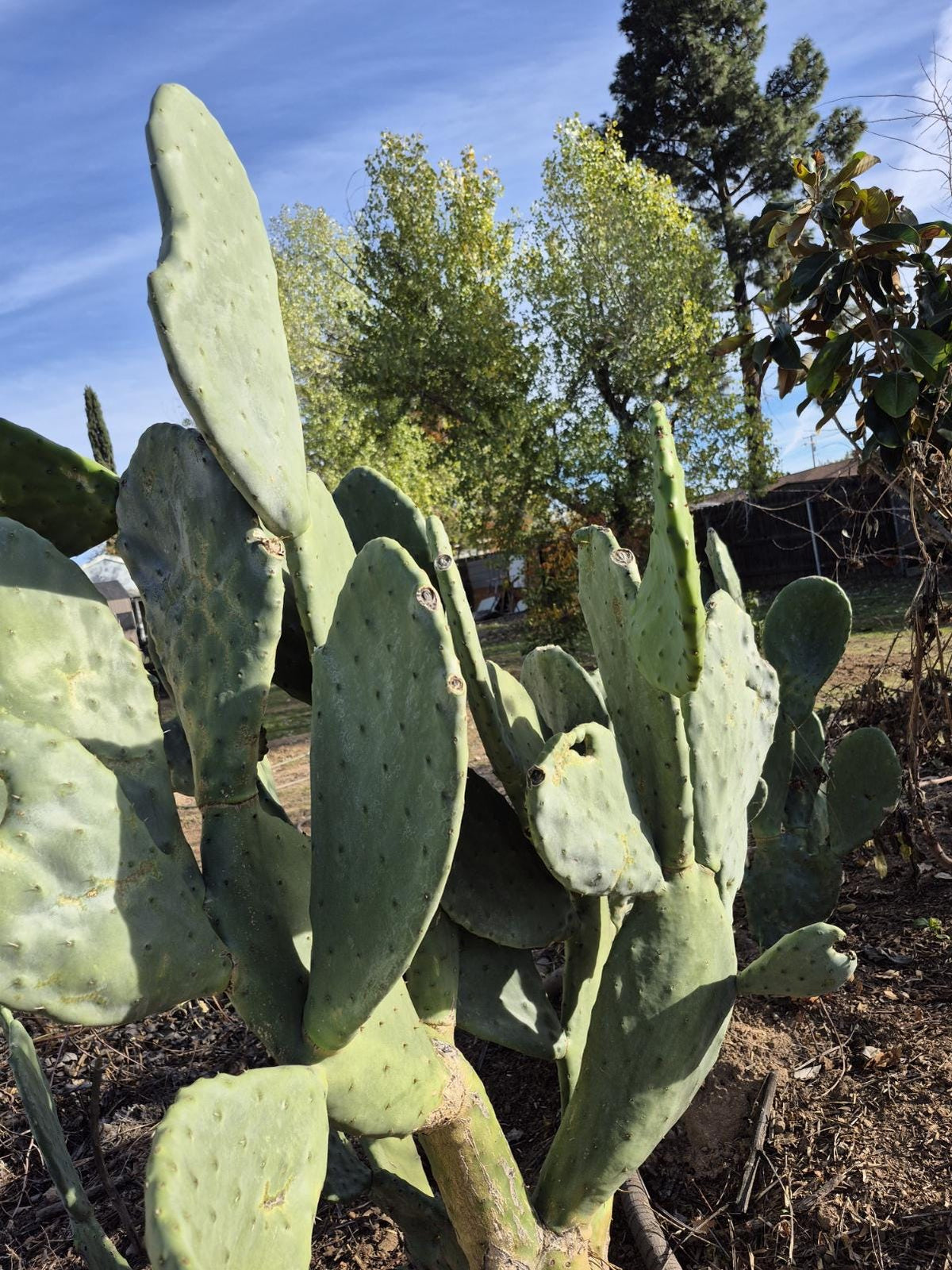 Rooted prickly pear cactus pad, 8 to 12 inches - photo 4