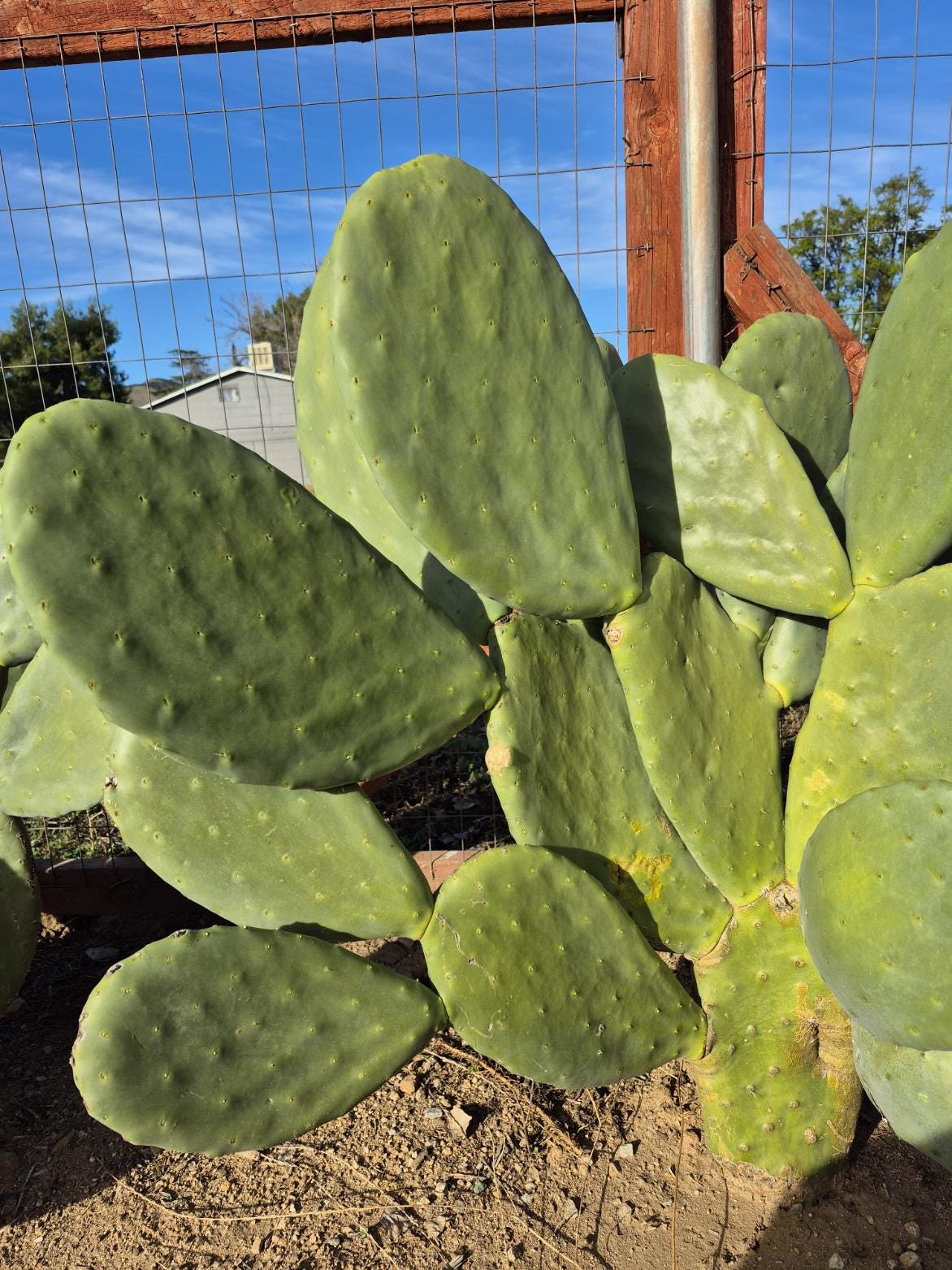Rooted prickly pear cactus pad, 8 to 12 inches - photo 5