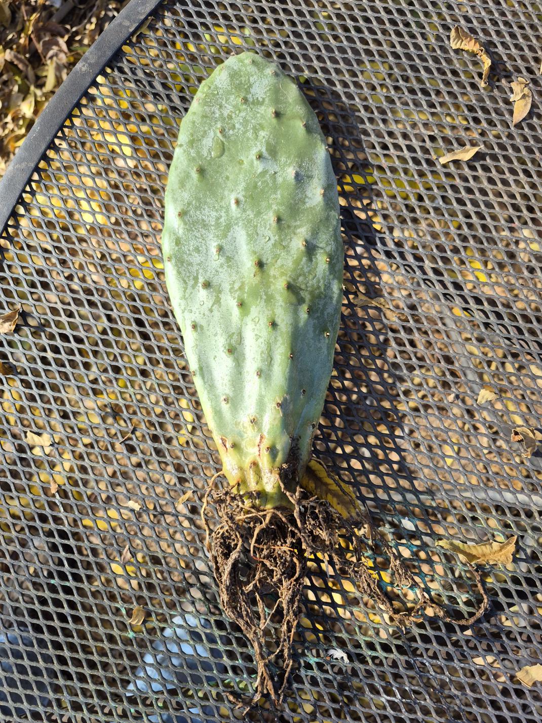 Rooted prickly pear cactus pad, 8 to 12 inches - photo 7