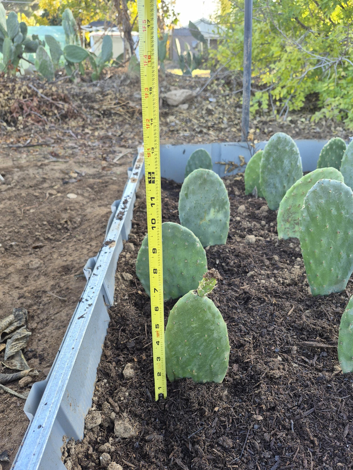 Rooted prickly pear cactus pad, 8 to 12 inches - photo 8