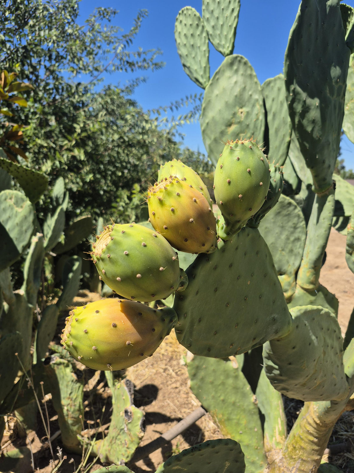 Extra-large prickly pear cactus pads photo 10