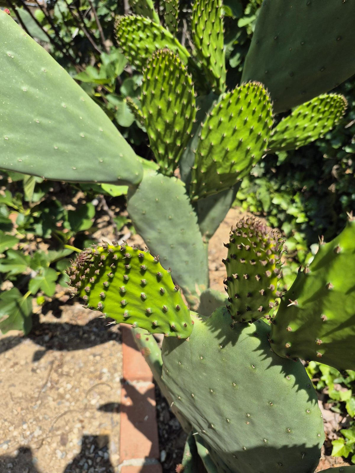 Extra-large prickly pear cactus pads photo 5