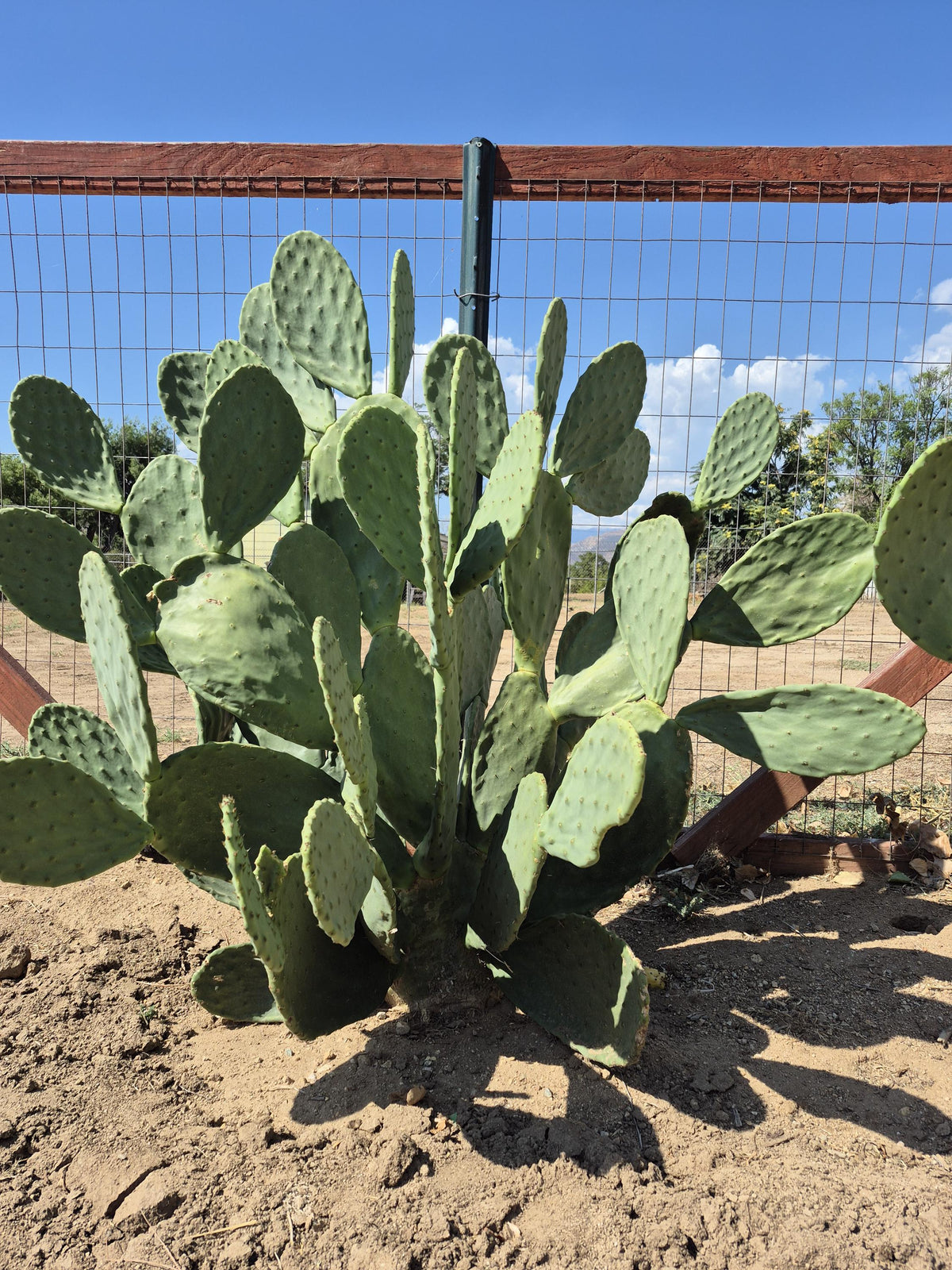 Extra-large prickly pear cactus pads photo 6