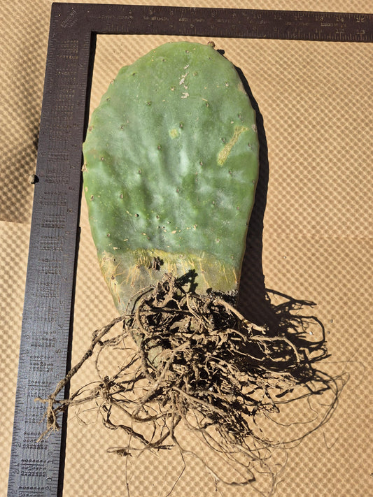 Extra-large rooted prickly pear cactus photo 1