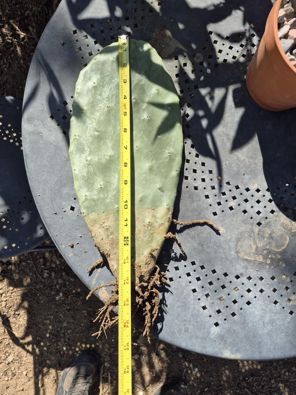 Extra-large rooted prickly pear cactus photo 10