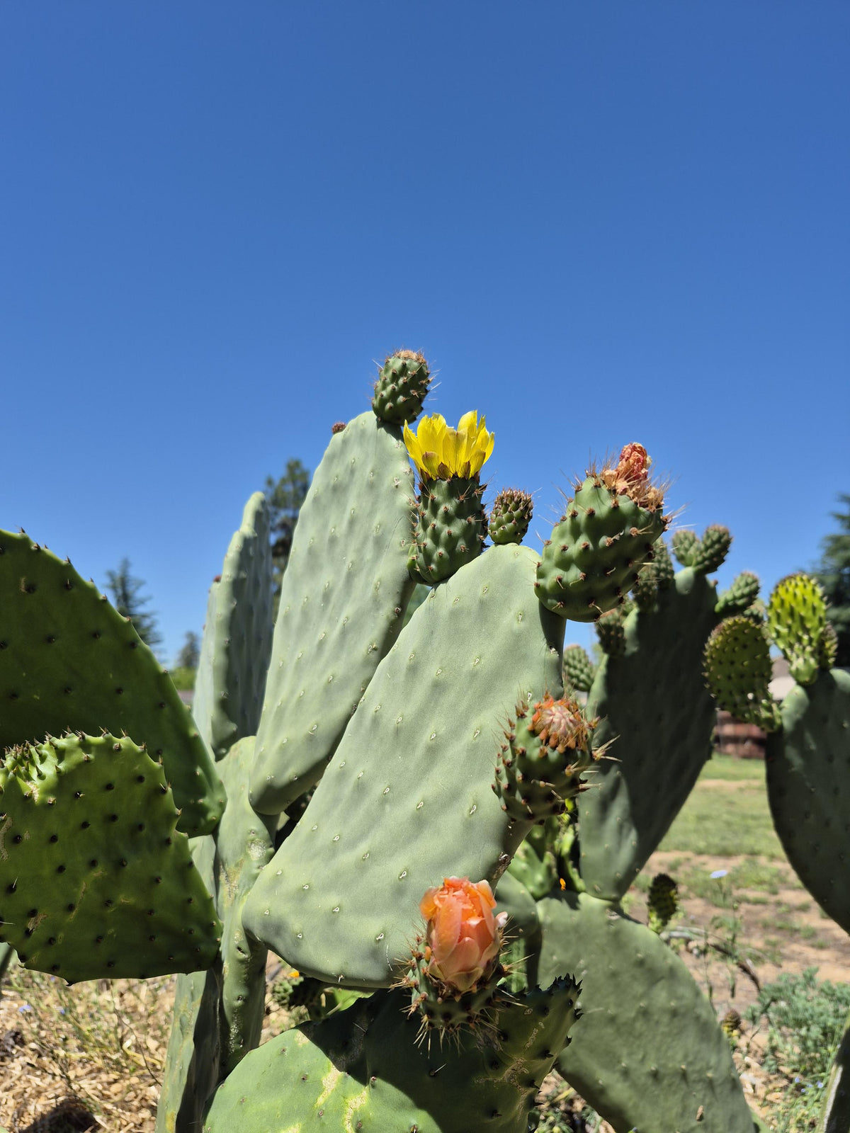 Extra-large rooted prickly pear cactus photo 2