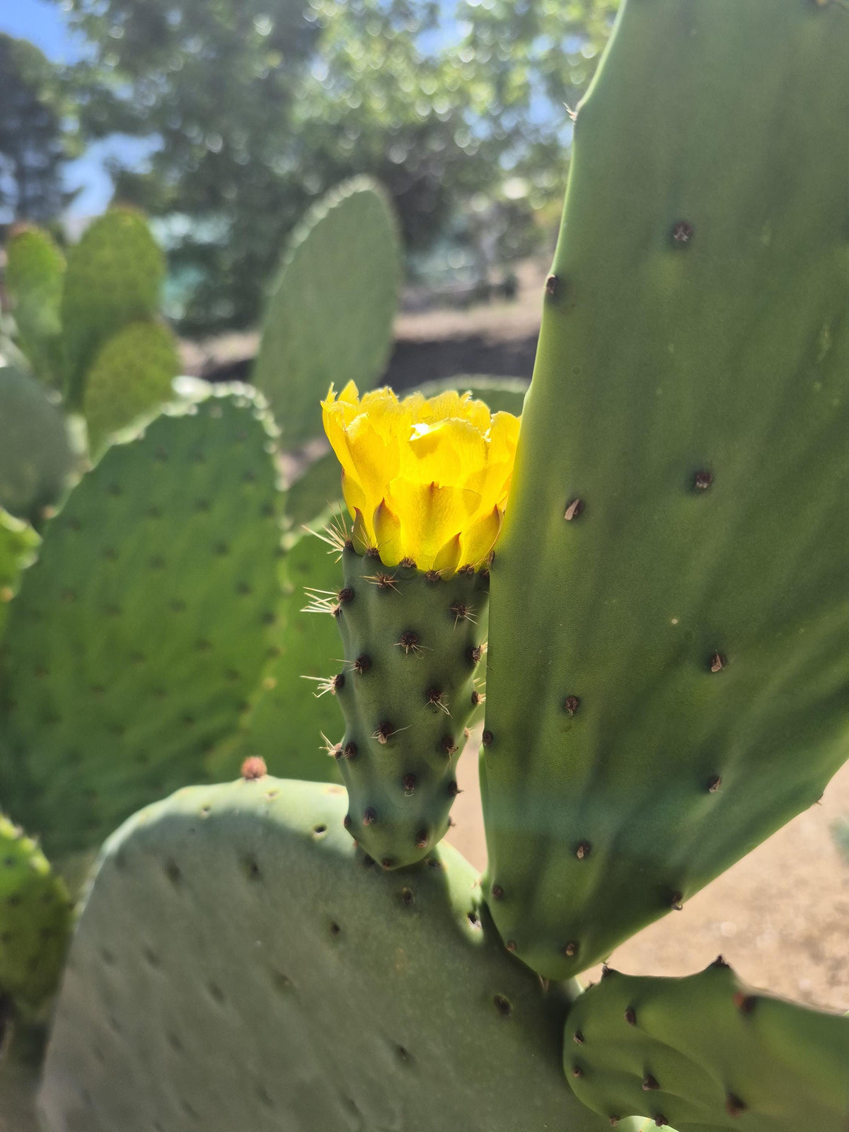Extra-large rooted prickly pear cactus photo 3
