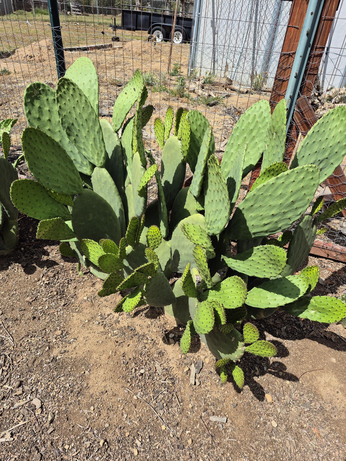 Extra-large rooted prickly pear cactus photo 4
