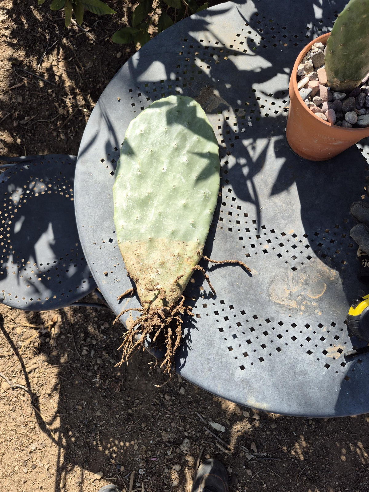 Extra-large rooted prickly pear cactus photo 6