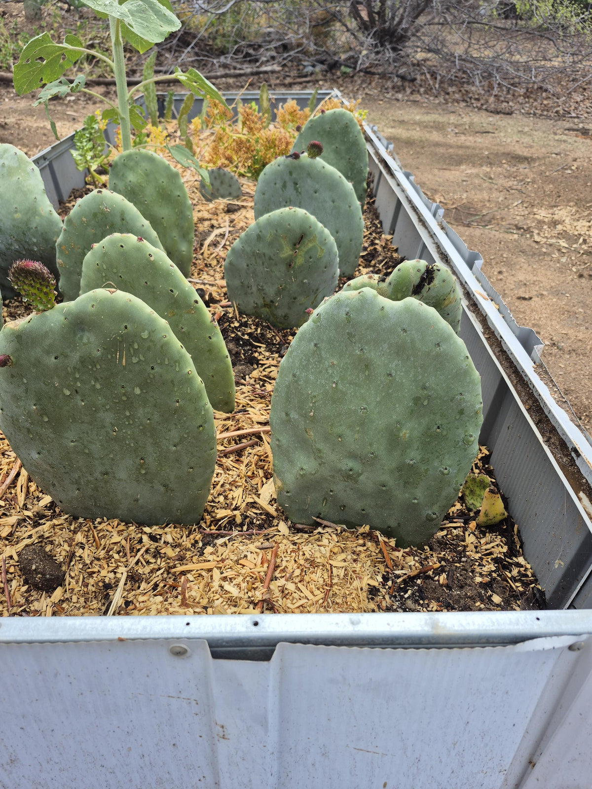 Extra-large rooted prickly pear cactus photo 7